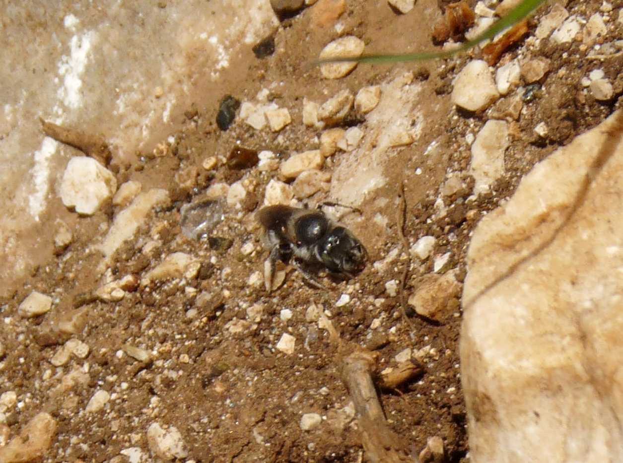 Apina che raccoglie terra: Osmia sp.?